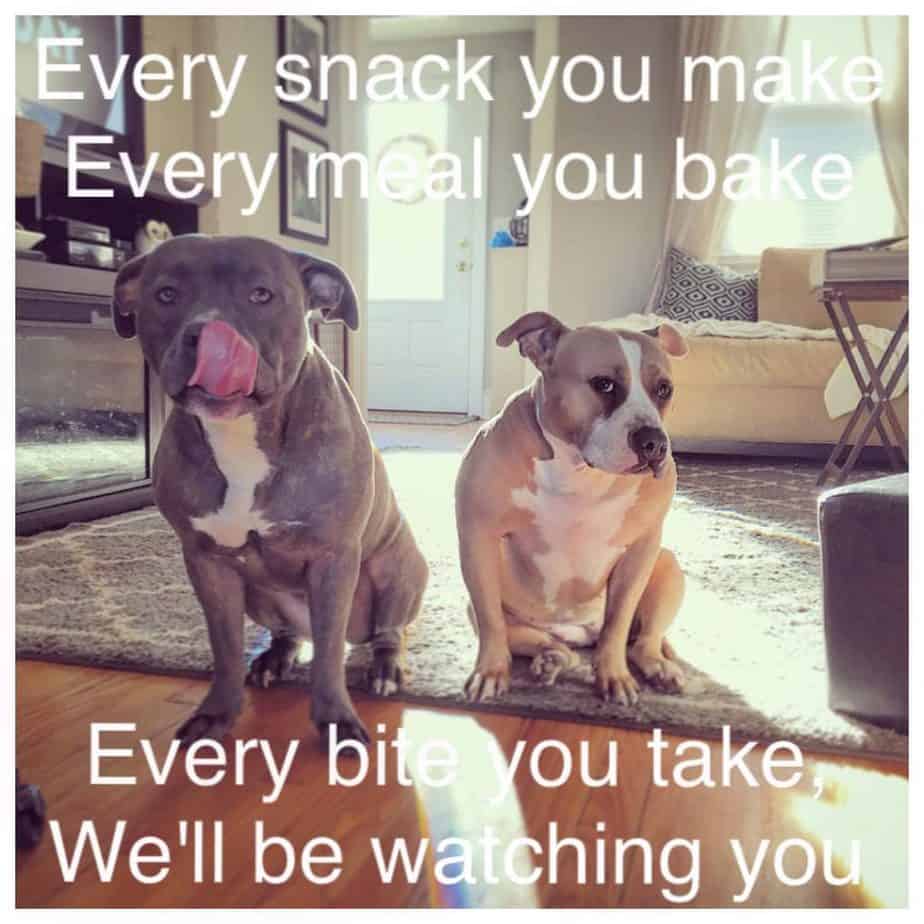 Pitbull meme - every snack you make every meal you bake every bite you take we'll be watching you