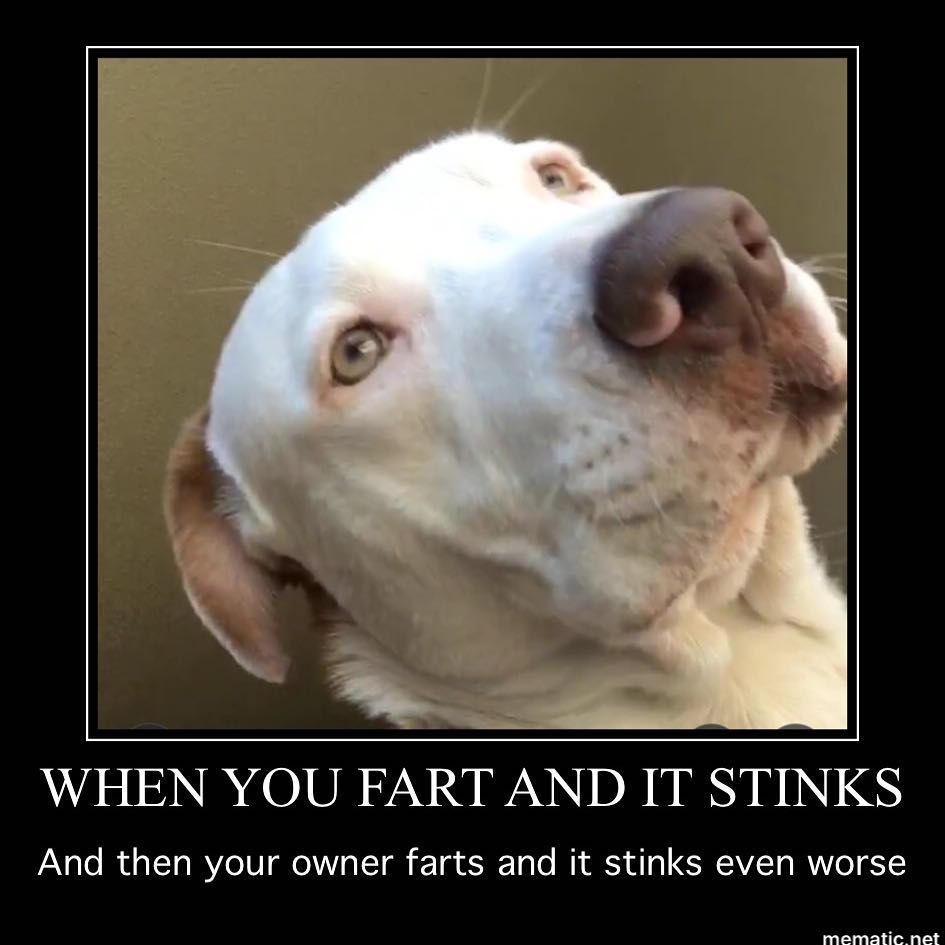 Pitbull meme - when you fart and it stinks and then your owner farts and it stinks even worse