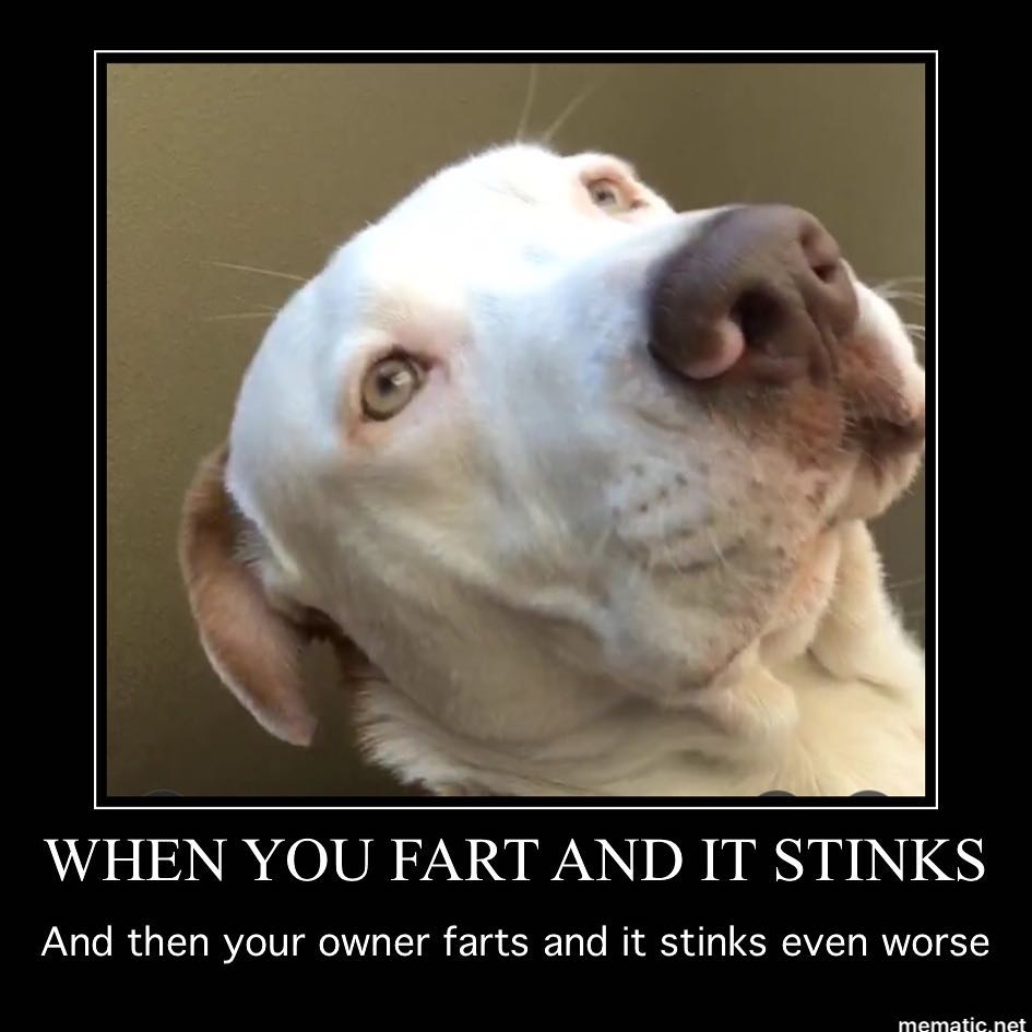 Pitbull Meme - When you fart and it stinks and then your owner farts and it stinks even worse