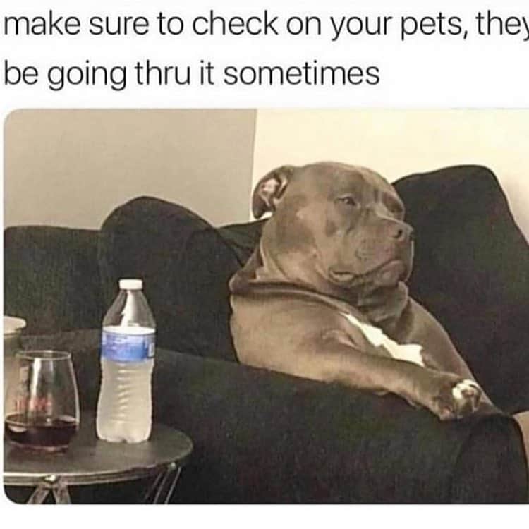 Pitbull meme - make sure to check on your pets, they be going thru it sometimes