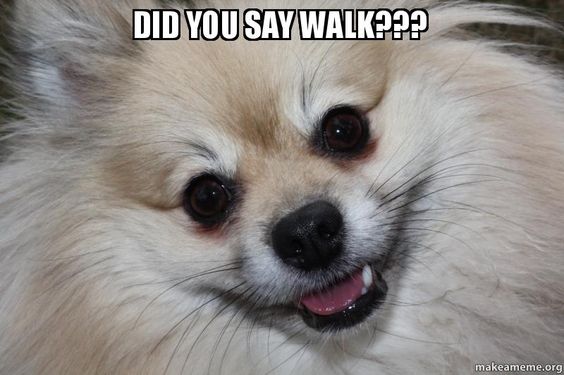 Pomeranian Meme - Did you say walk