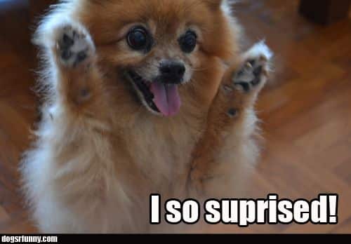 Pomeranian Meme - I so surprised!