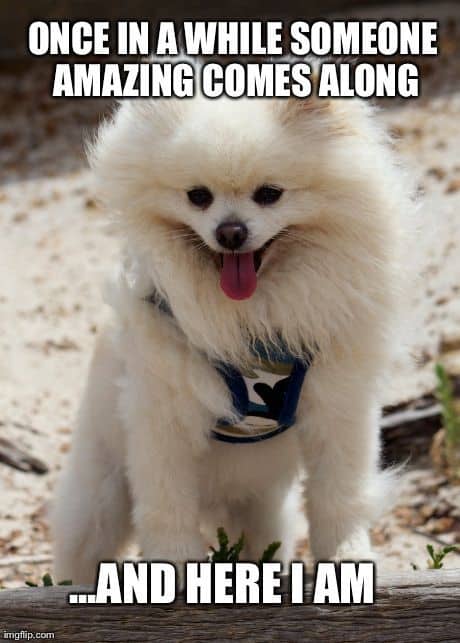 Pomeranian Meme - Once in a while someone amazing comes along ... and here I am