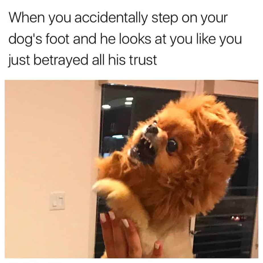 Pomeranian meme - when you accidentally step on your dog's foot and he looks at you like you just betrayed all his trust
