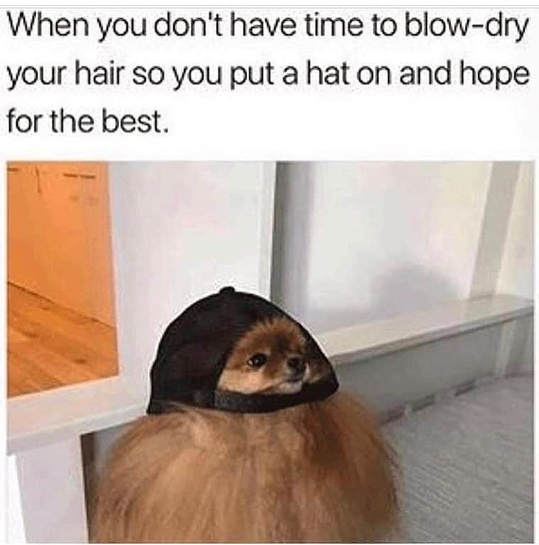 Pomeranian meme - when you don't have time to blow-dry you hair so you put a hat on and hope for the best.