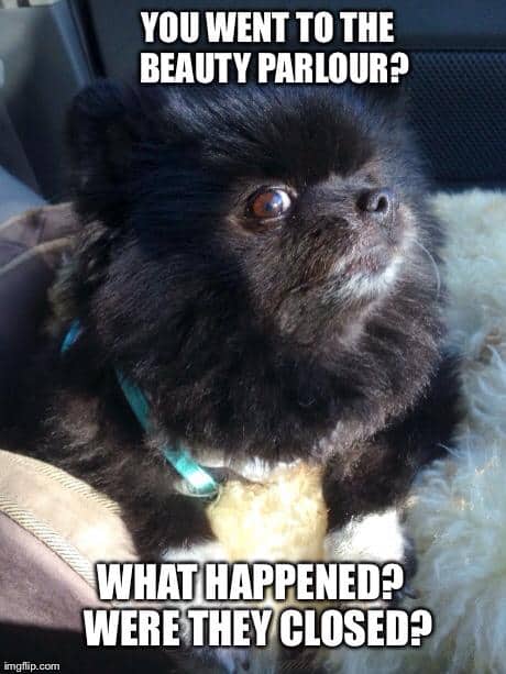 Pomeranian Meme - You went to the beauty parlour. What happened were they closed