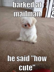 Pomeranian meme barked at mailman he said how cute 225x300 1