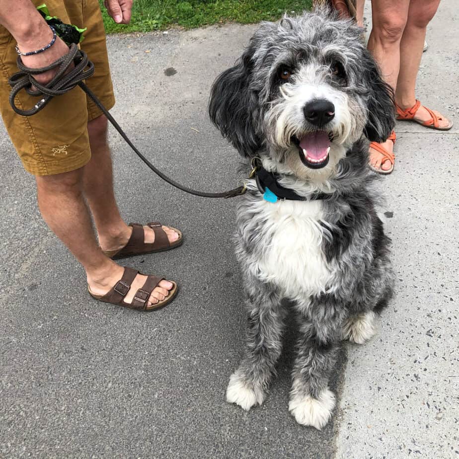 Poodle German Shepherd Mix 