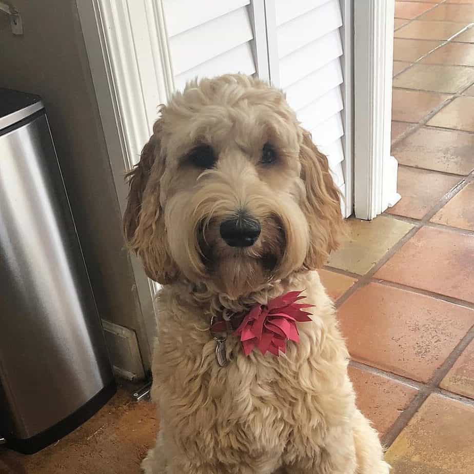 Poodle Labrador Mix