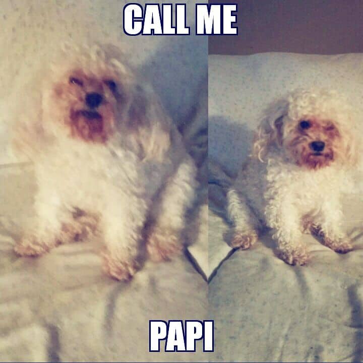 Poodle meme - call me papi