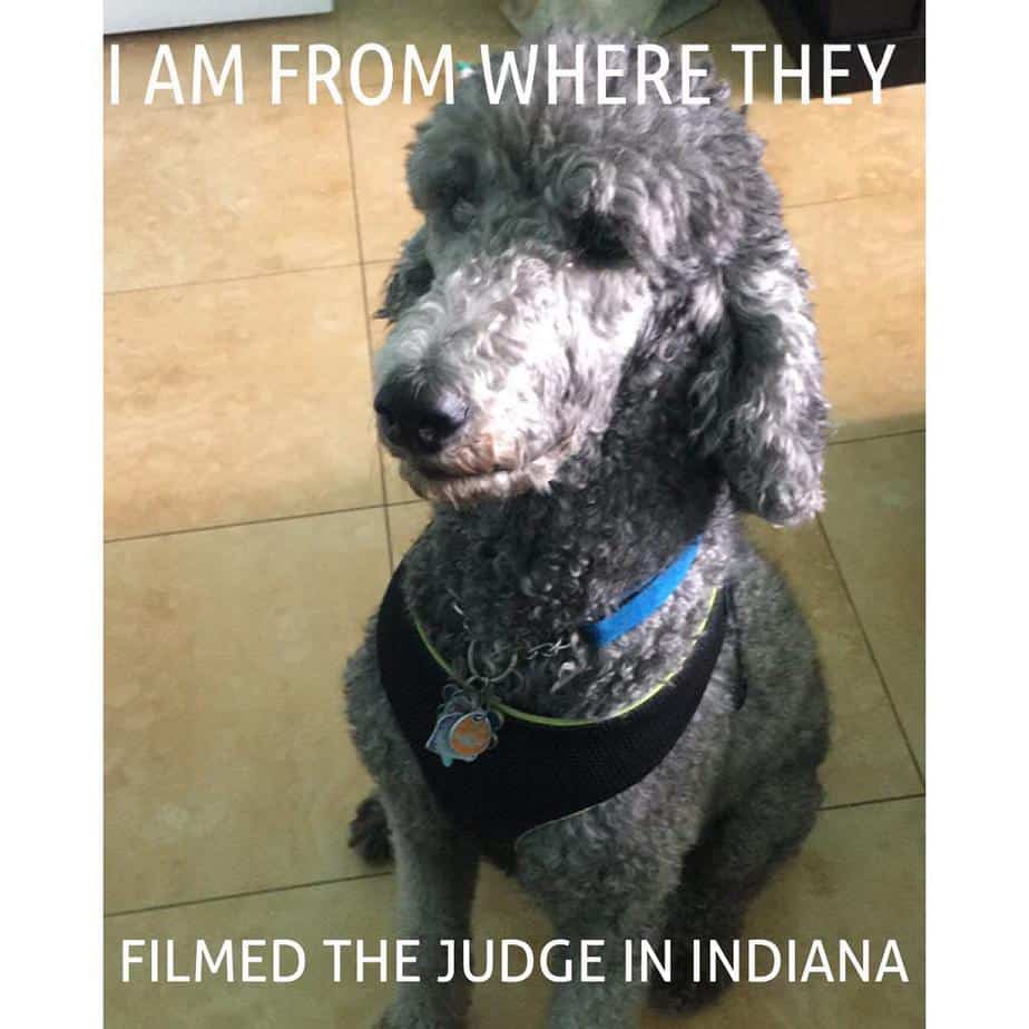 Poodle meme - i am from where they filmed the judge in indiana