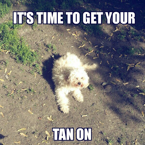 Poodle meme - it's time to get your tan on