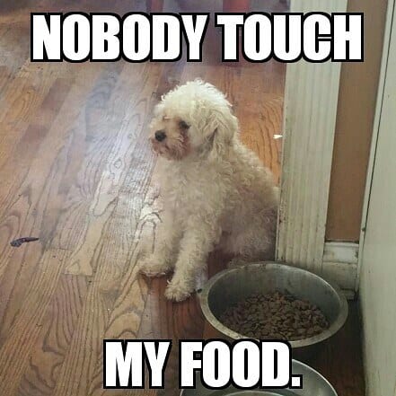 Poodle meme - nobody touch my food
