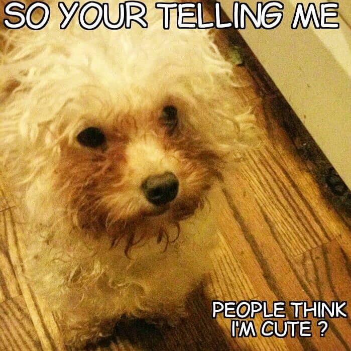Poodle meme - so your telling me people think i'm cute