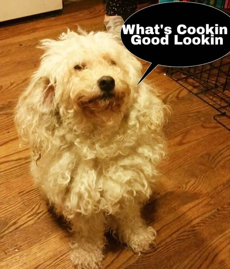 Poodle meme - what's cookin good lookin