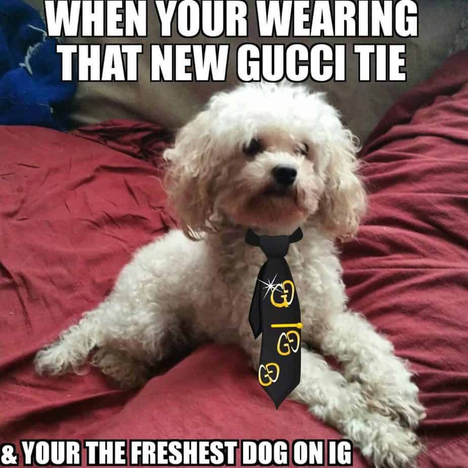 Poodle meme - when your wearing that new gucci tie & your the freshest dog on ig