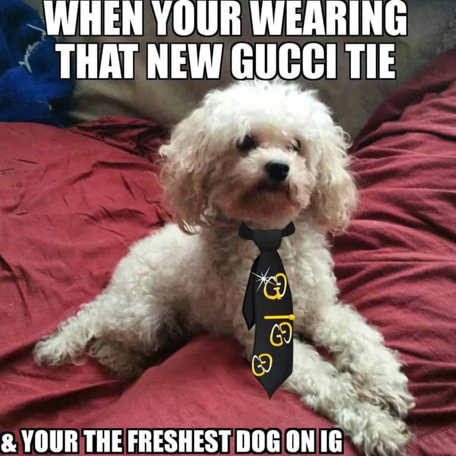 Poodle Meme - When your wearing that new gucci tie & your the freshest dog on IG