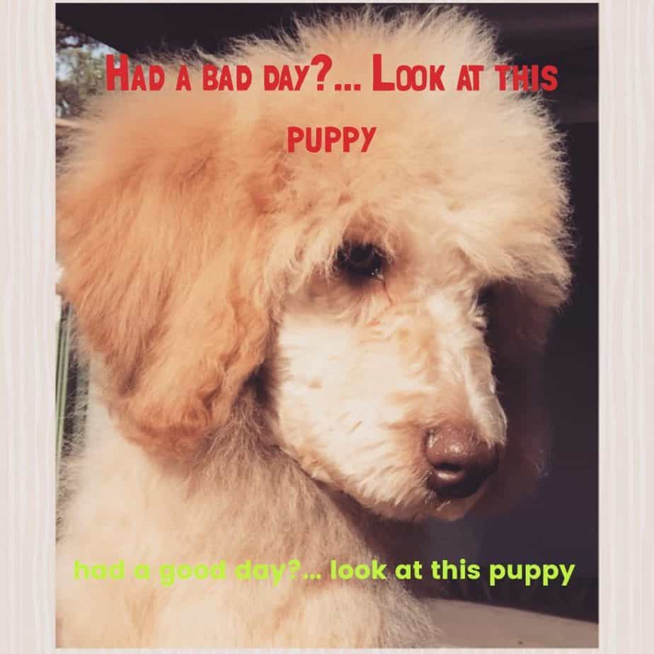 Poodle Meme- had a bad day look at this puppy. had a good day look at this puppy