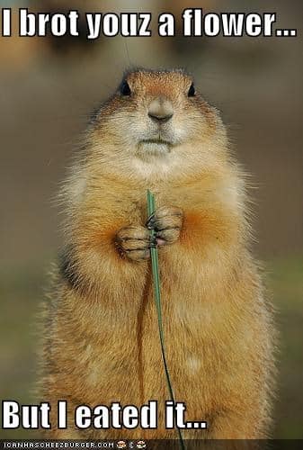 Prairie Dog Meme - I brot youz a flower but I eated it...