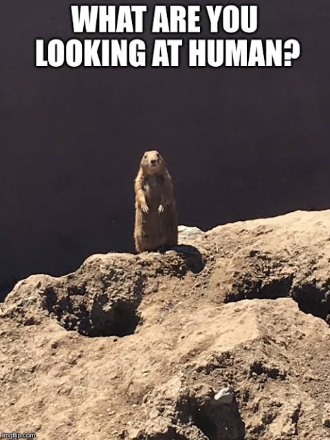 Prairie Dog Meme - What are you looking at human