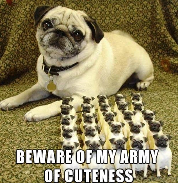 Pug Meme - Beware of my army of cuteness