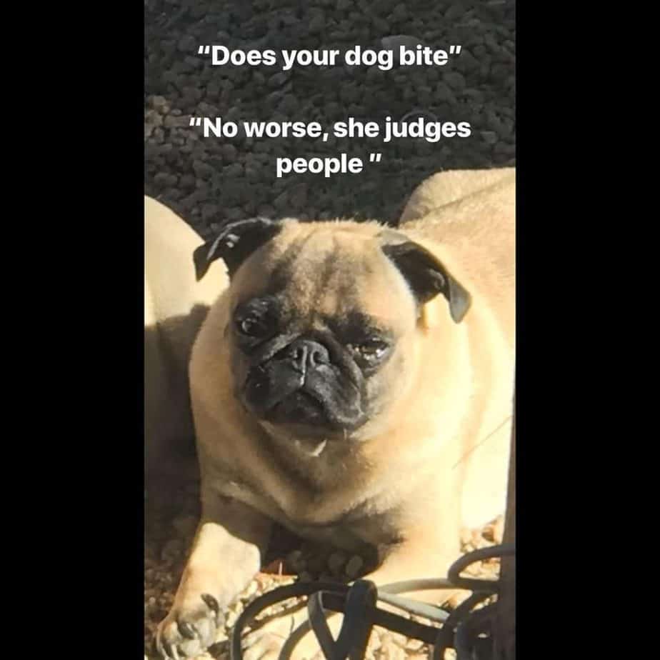 Pug meme - does your dog bite no worse she judges people