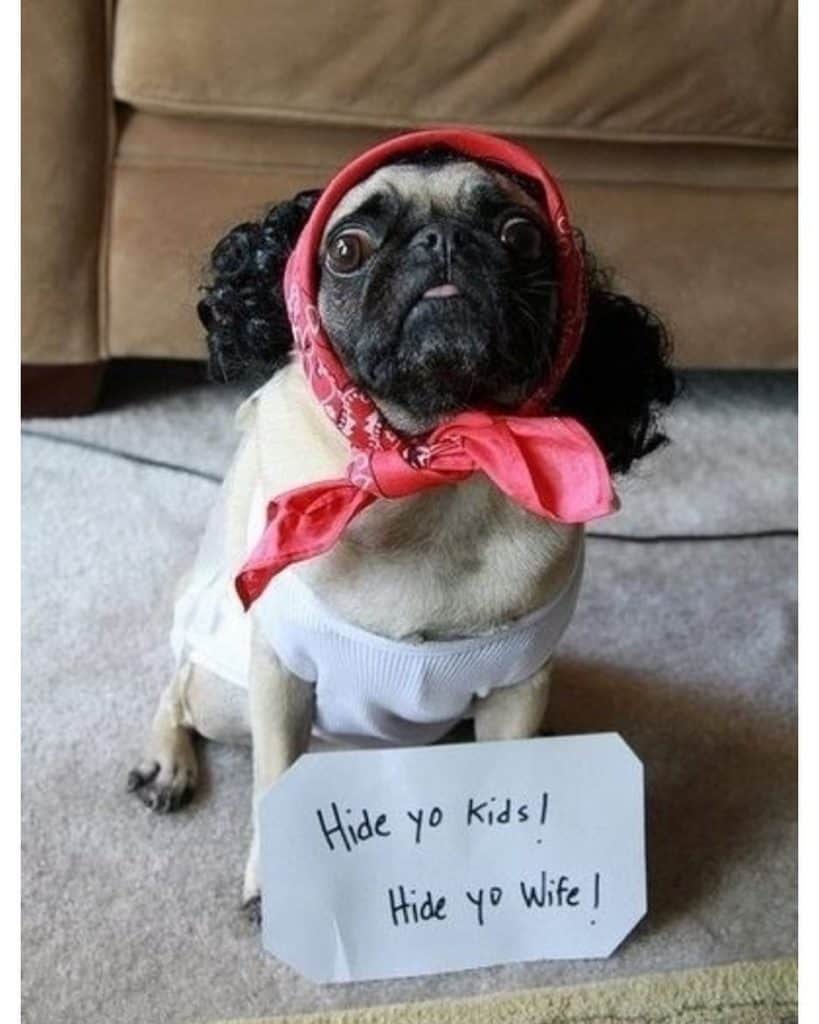 Pug Meme - Hide yo kids hide yo wife