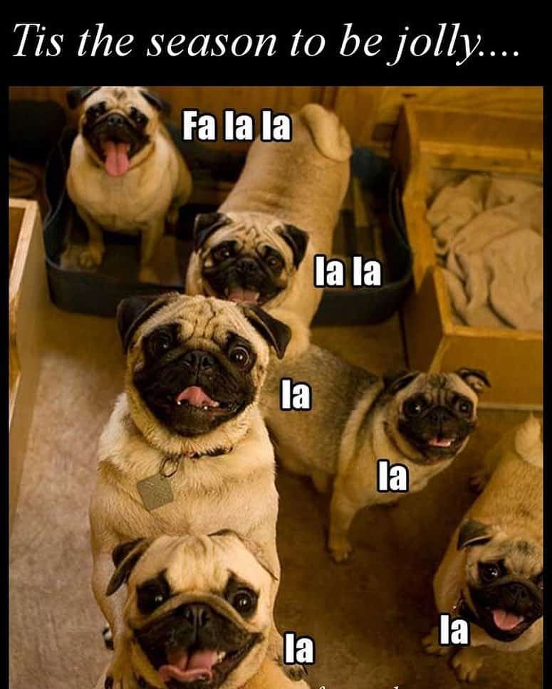 Pug meme - tis the season to be jolly fa la la la la la la la la la