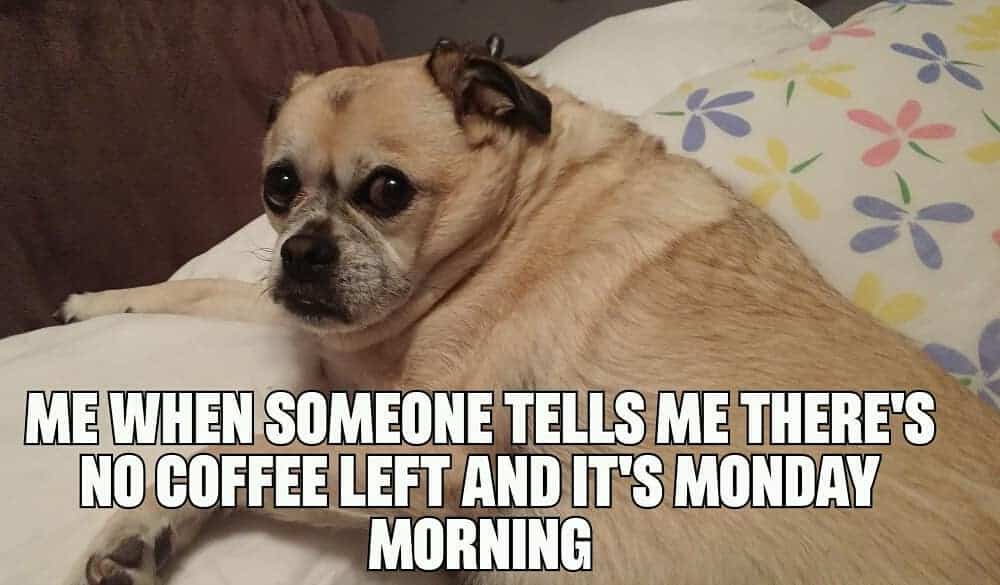 Pug meme - me when someone tells me there's no coffee left and it's monday morning