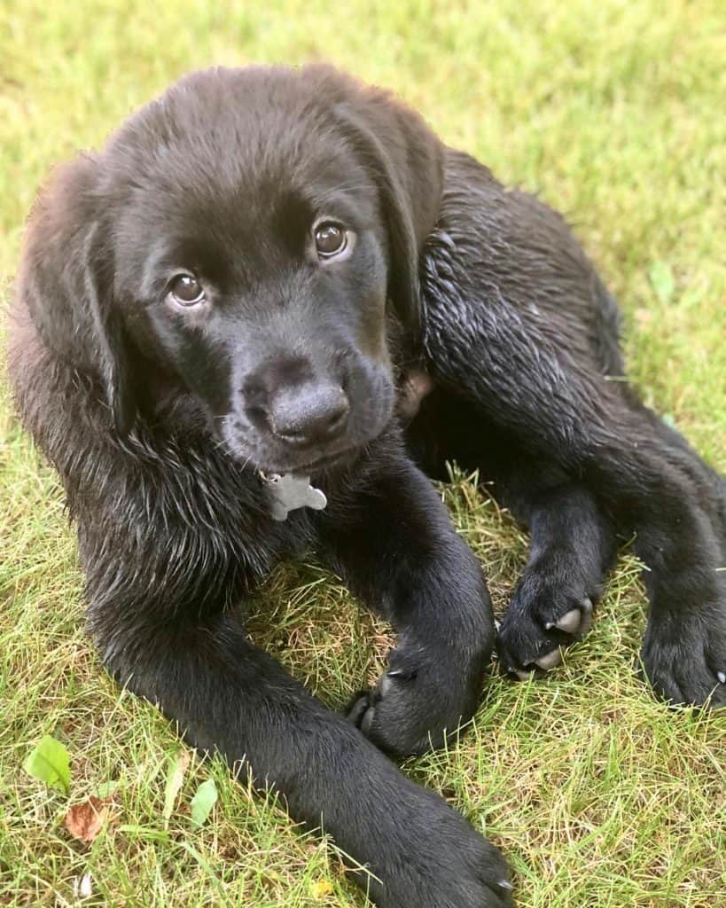 Rottweiler Golden Retriever Mix