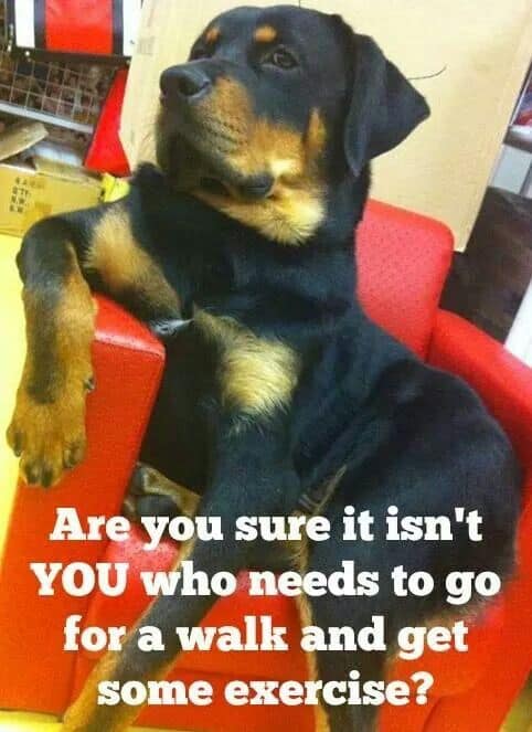 Rottweiler memes