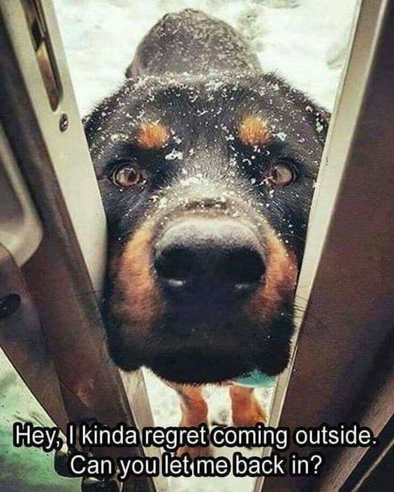Rottweiler meme - hey, i kinda regret coming outside. Can you let me back in