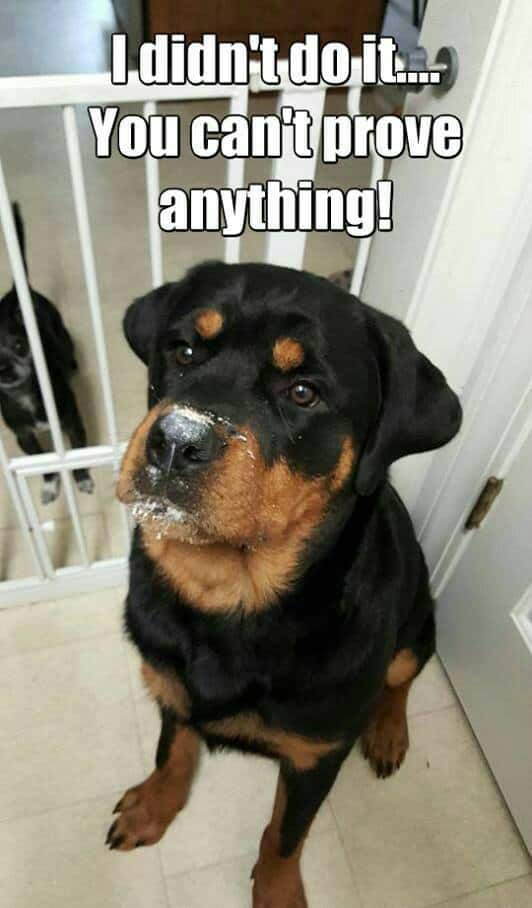 Rottweiler meme - i didn't do it... You can't prove anything!