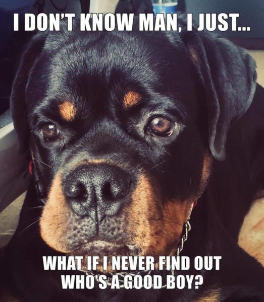 Rottweiler memes