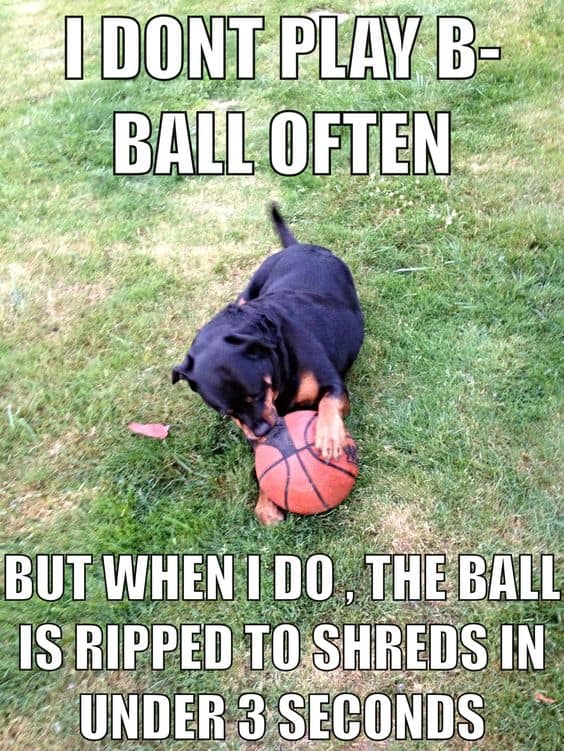 Rottweiler meme - i don't play b-ball often. But when i do, the ball is ripped to shreds in under 3 seconds