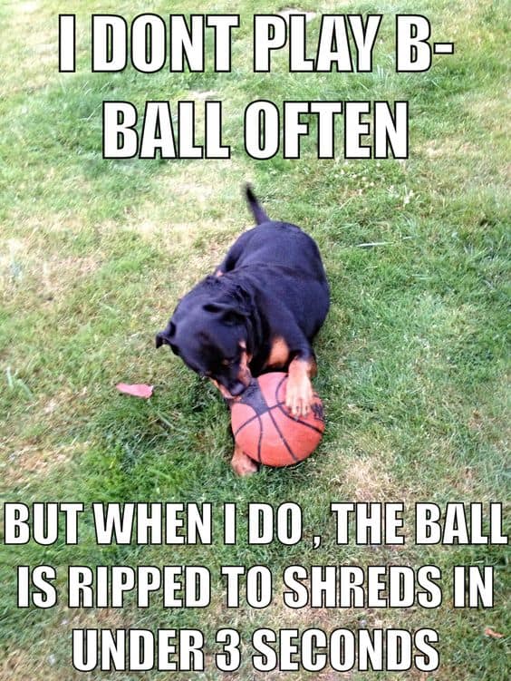 Rottweiler Meme - I don't play B-ball often. But when I do, the ball is ripped to shreds in under 3 seconds