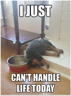 Rottweiler Meme - I just can't handle today