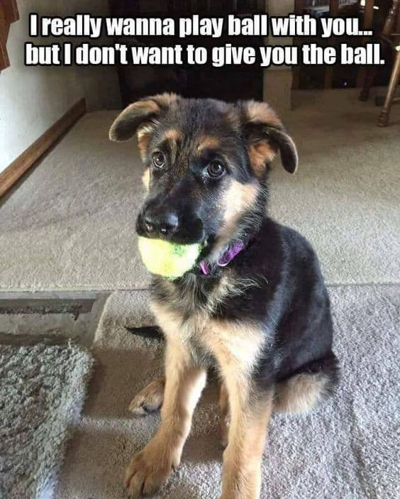 Rottweiler Meme - I really wanna play ball with you... but I don't want to give you the ball.