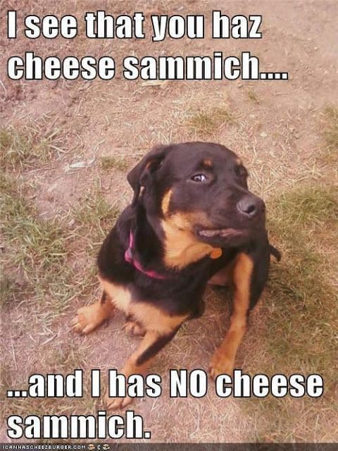 Rottweiler meme - i see that you haz cheese sammich.... And i has no cheese sammich