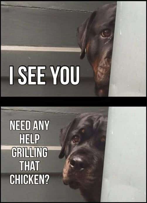 Rottweiler meme - i see you need any help grilling that chicken