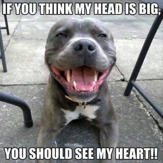 Rottweiler meme - if you think my head is big, you should see my heart!!
