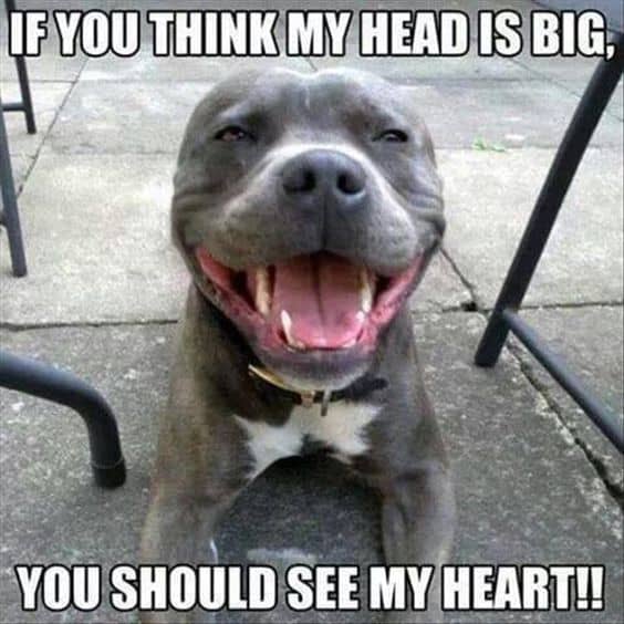 Rottweiler Meme - If you think my head is big, you should see my heart!!