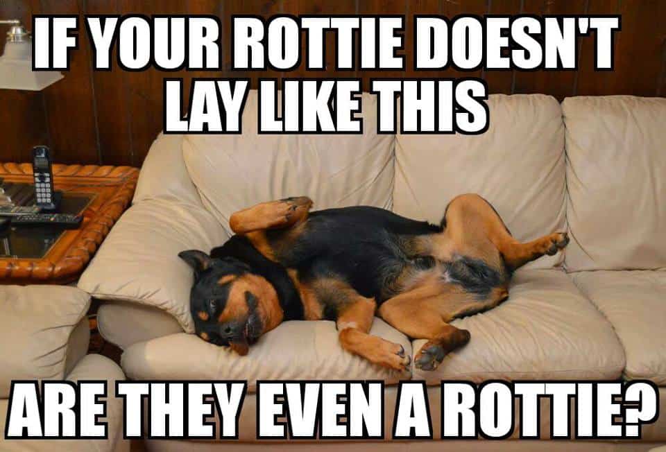 Rottweiler meme - if your rottie doesn't lay like this are they even a rottie