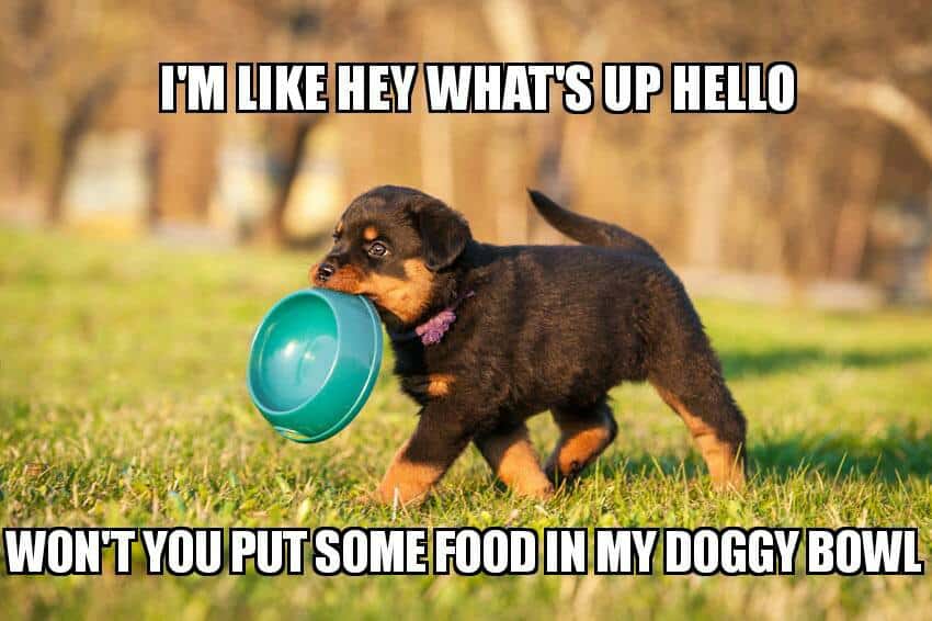 Rottweiler meme - i'm like hey what's up hello won't you put some food in my doggy bowl