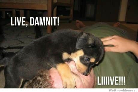 Rottweiler meme - live damnit! Live!!!