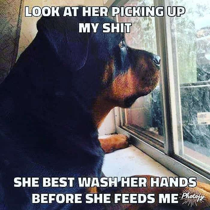 Rottweiler Meme - Look at her picking up my shit. She best wash her hands before she feeds me