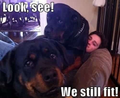 Rottweiler meme - look, see! We still fit!