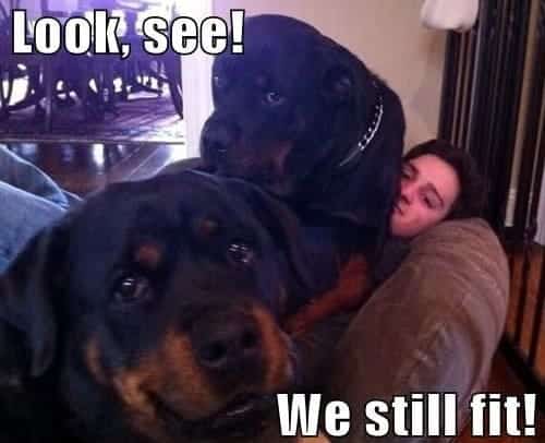 Rottweiler Meme - Look, see! We still fit!