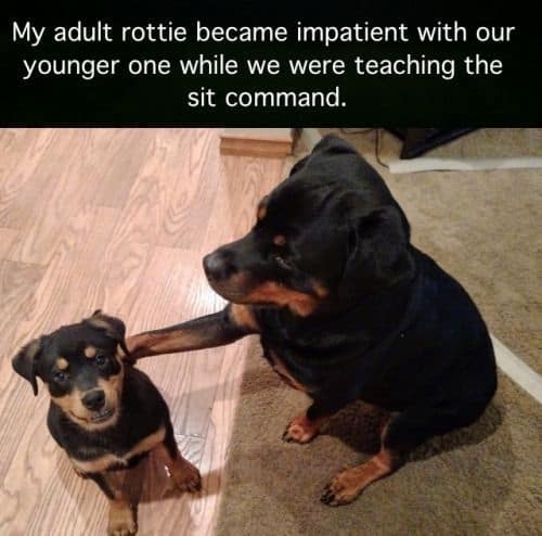 Rottweiler Meme - My adult rottie became impatient with our younger one while we were teaching the sit command