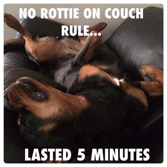 Rottweiler meme - no rottie on couch rule... Lasted 5 minutes